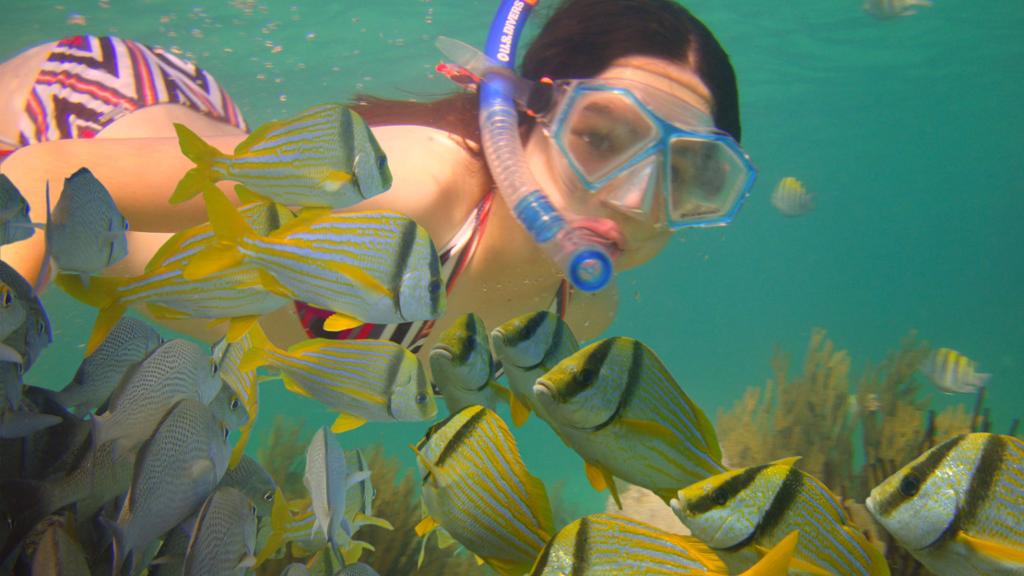 Drive your own Boat and Snorkel in Coral Reef - Image 4